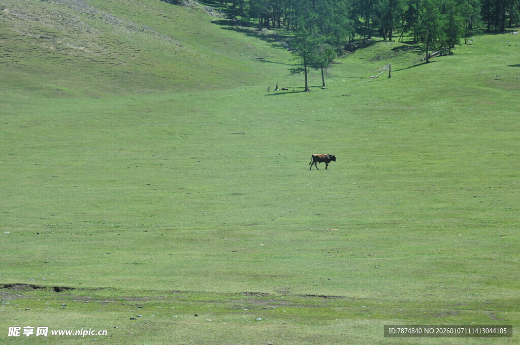 草原上的孤独骏马