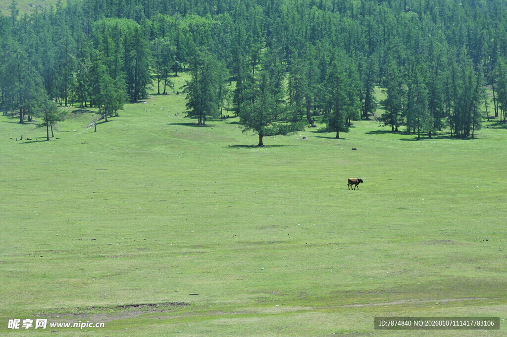 草原绿树间的悠然牧景