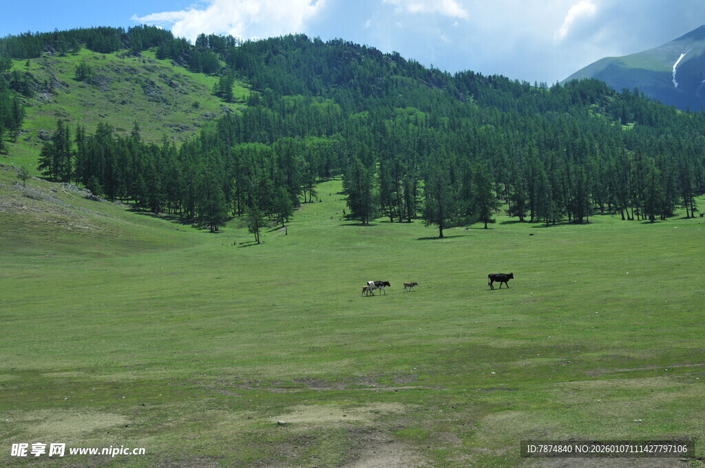 草原牧场景色
