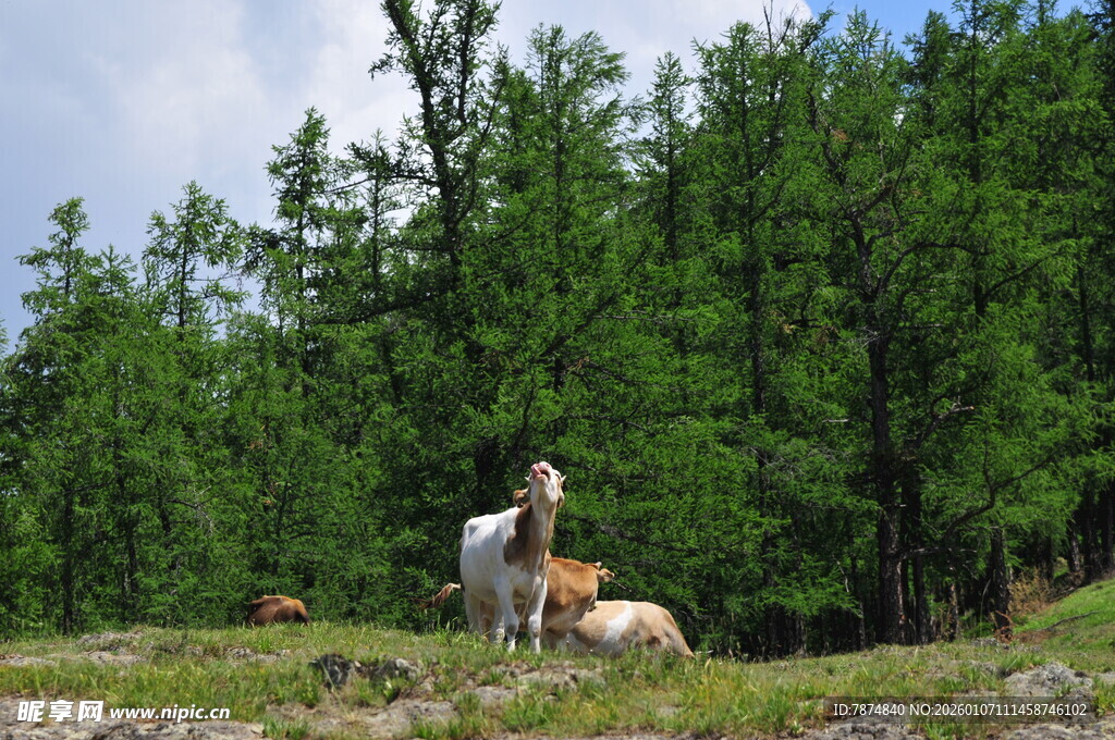 草原上的人与马及牛群