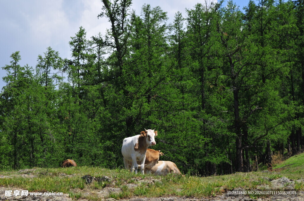 草原上休憩的牛群