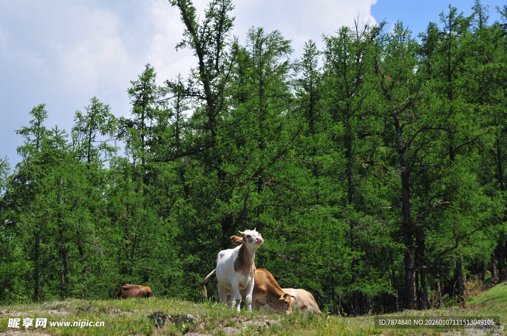草原上的牛群与葱郁树林