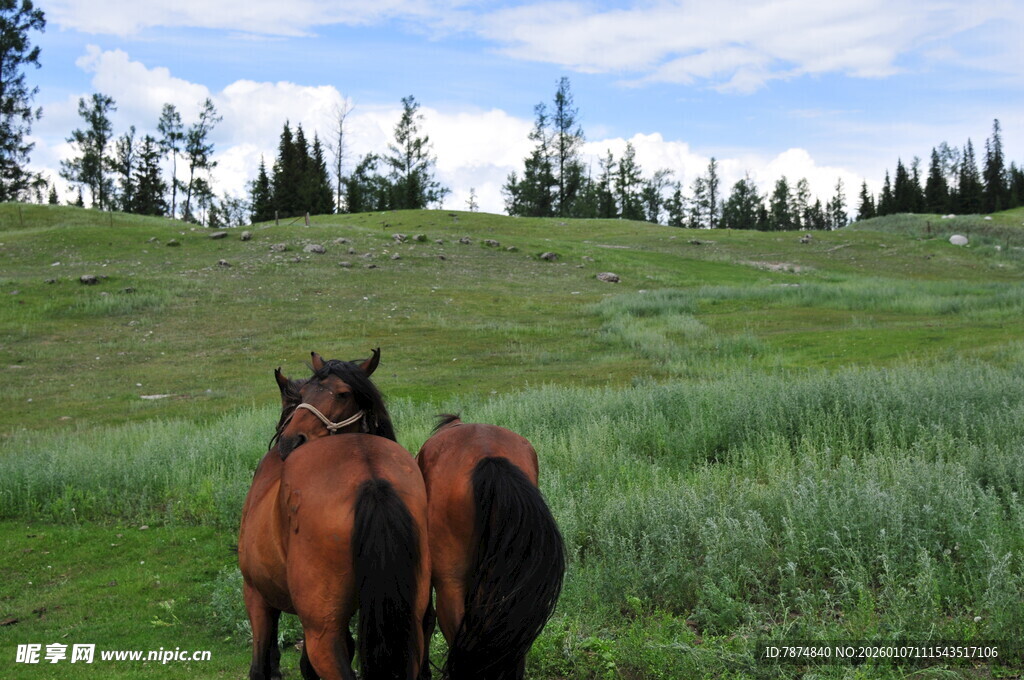 草原上的两匹马