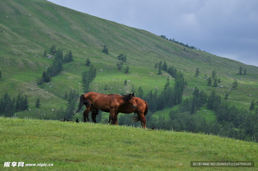 草原上的两匹马
