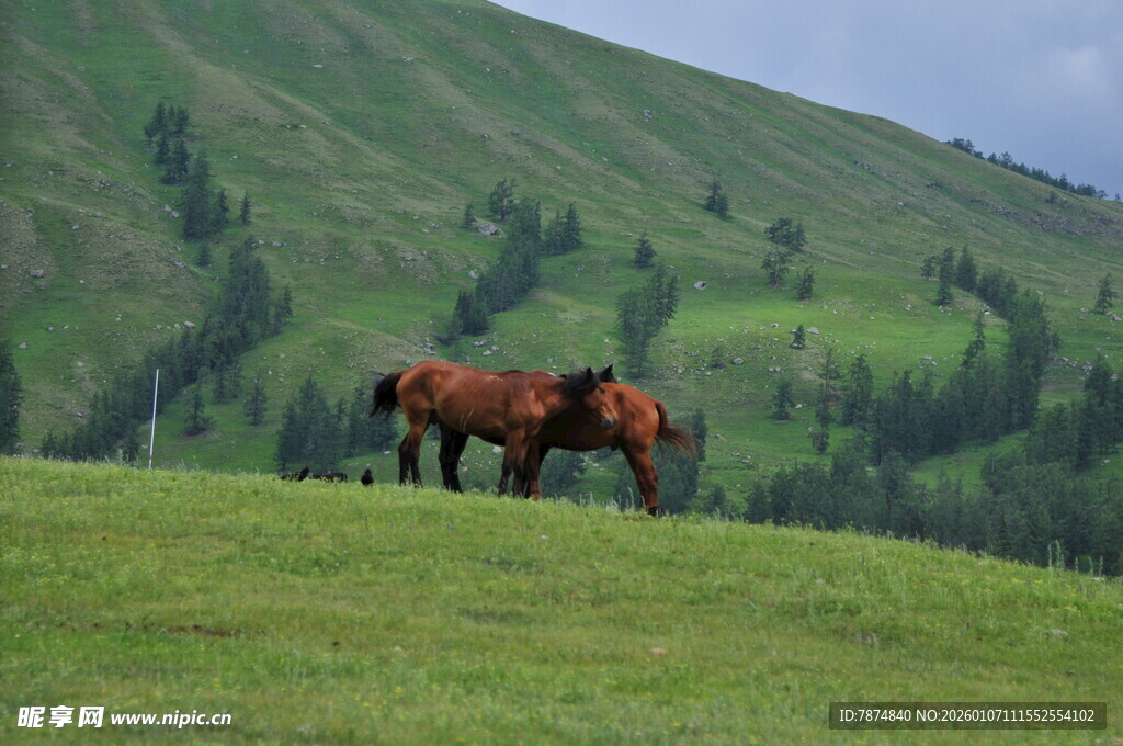 草原上的两匹马