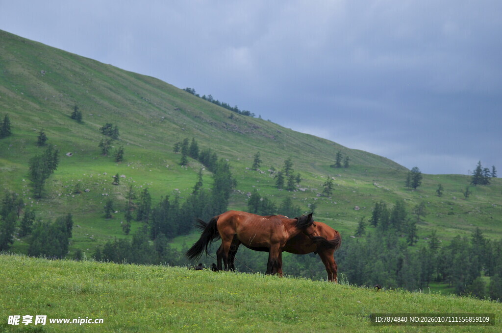 草原上独行的骏马