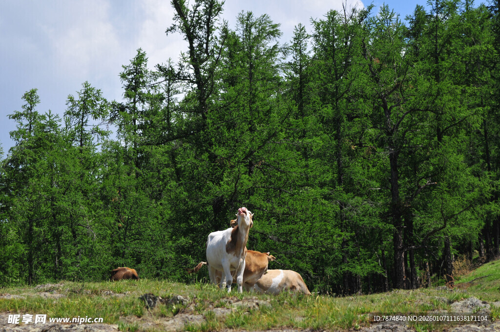 草原上的马与悠闲的牛群
