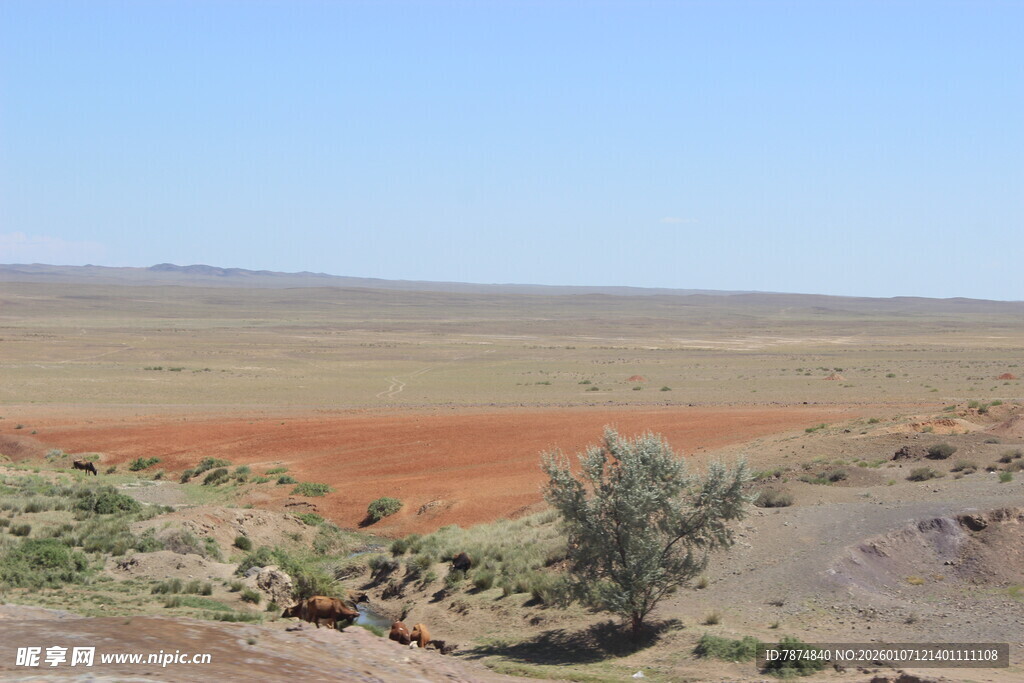 广袤荒漠中的稀疏植被