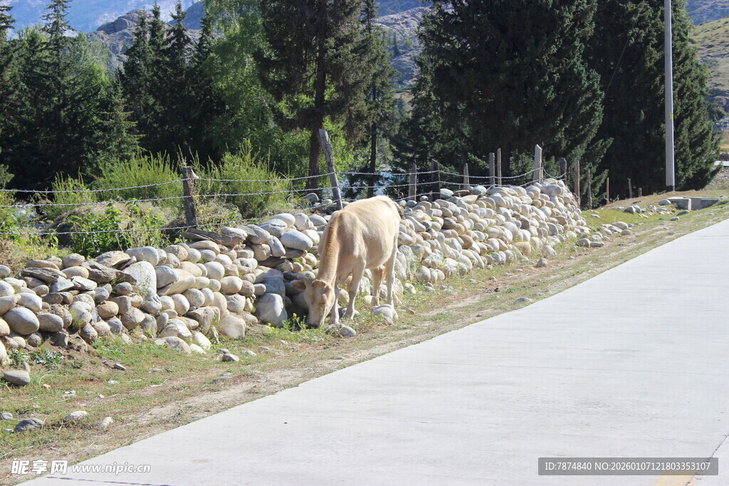 路边吃草的牛