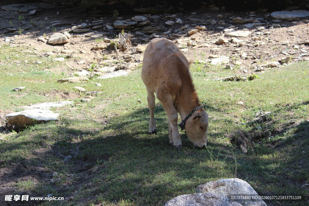 草地间低头吃草的小牛