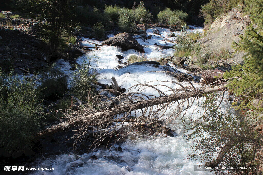 山间溪流与倒木景观