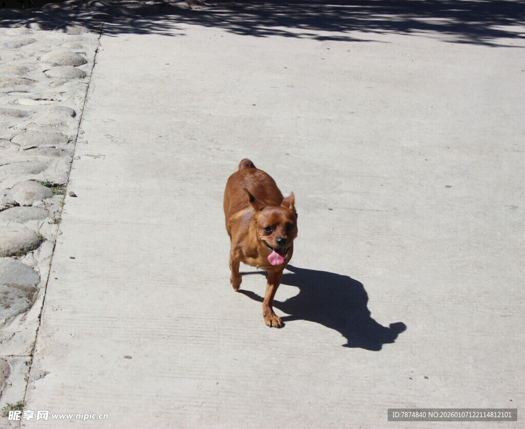 路上奔跑的棕色小狗