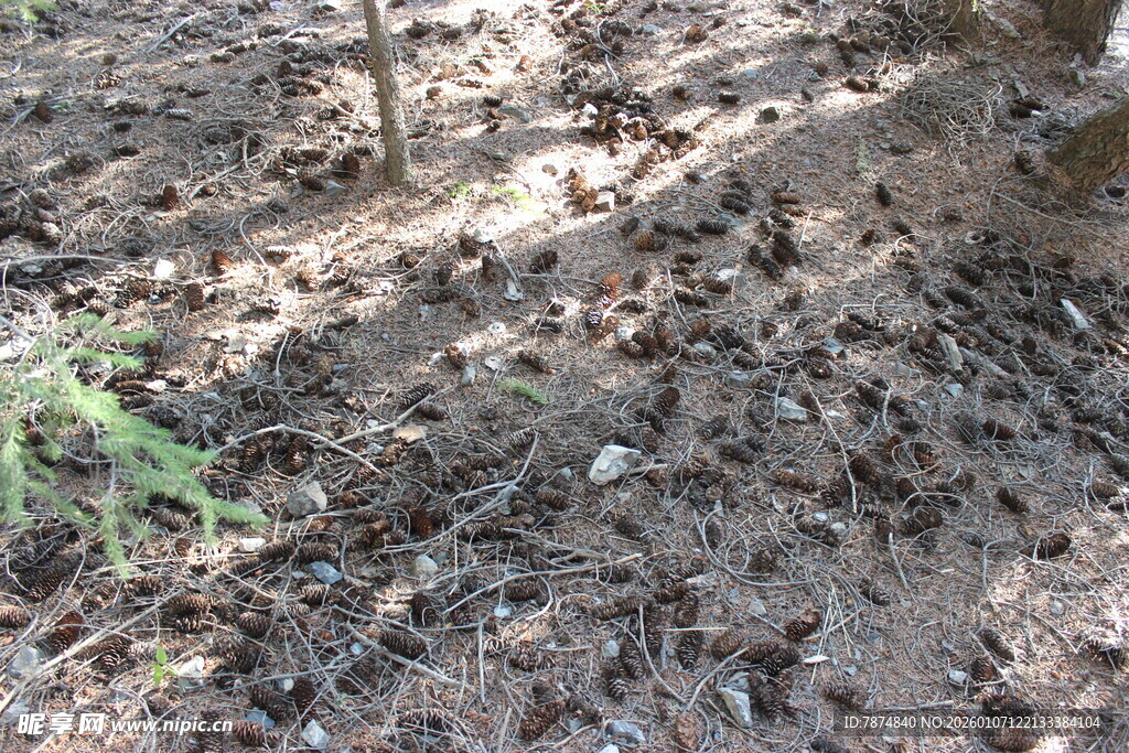地面上的泥土与零星植物