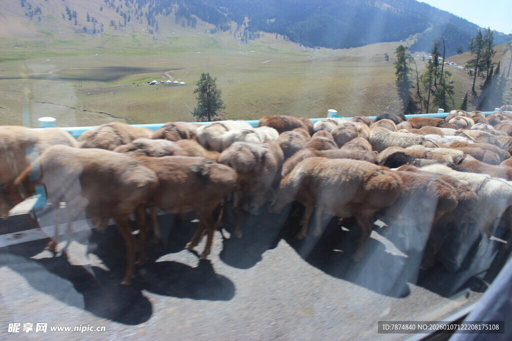 公路上成群的羊在迁徙