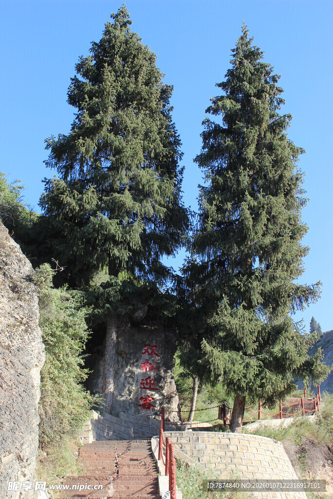 户外松树下的红色梯子