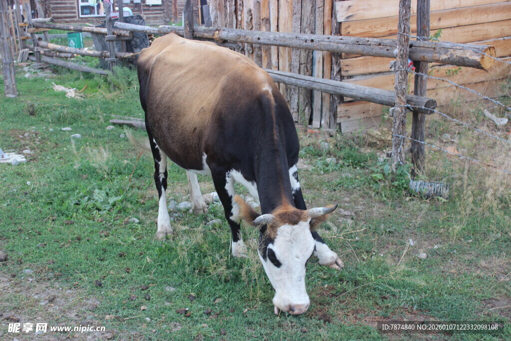 草地上低头吃草的奶牛