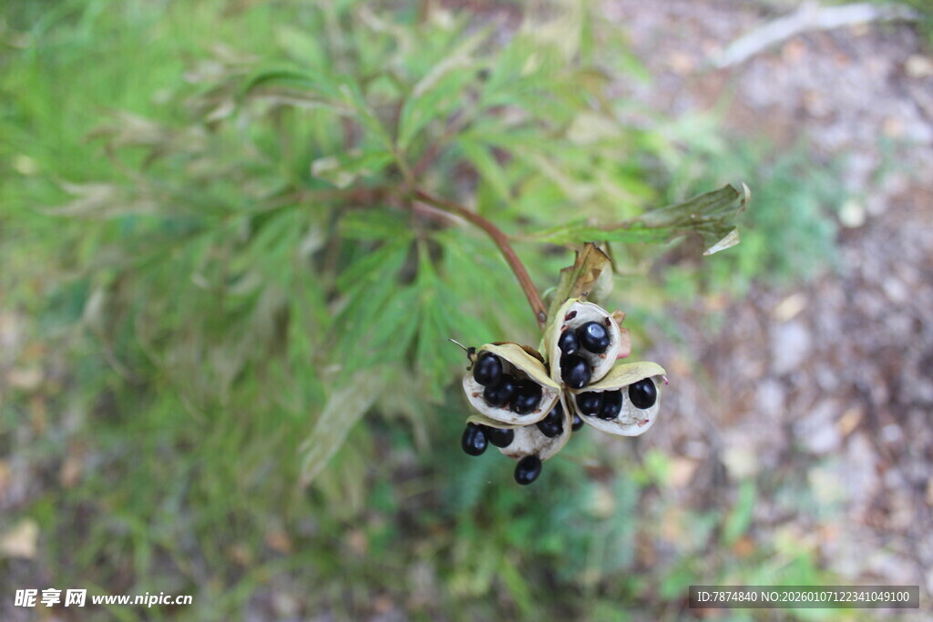 枝头的黑色果实