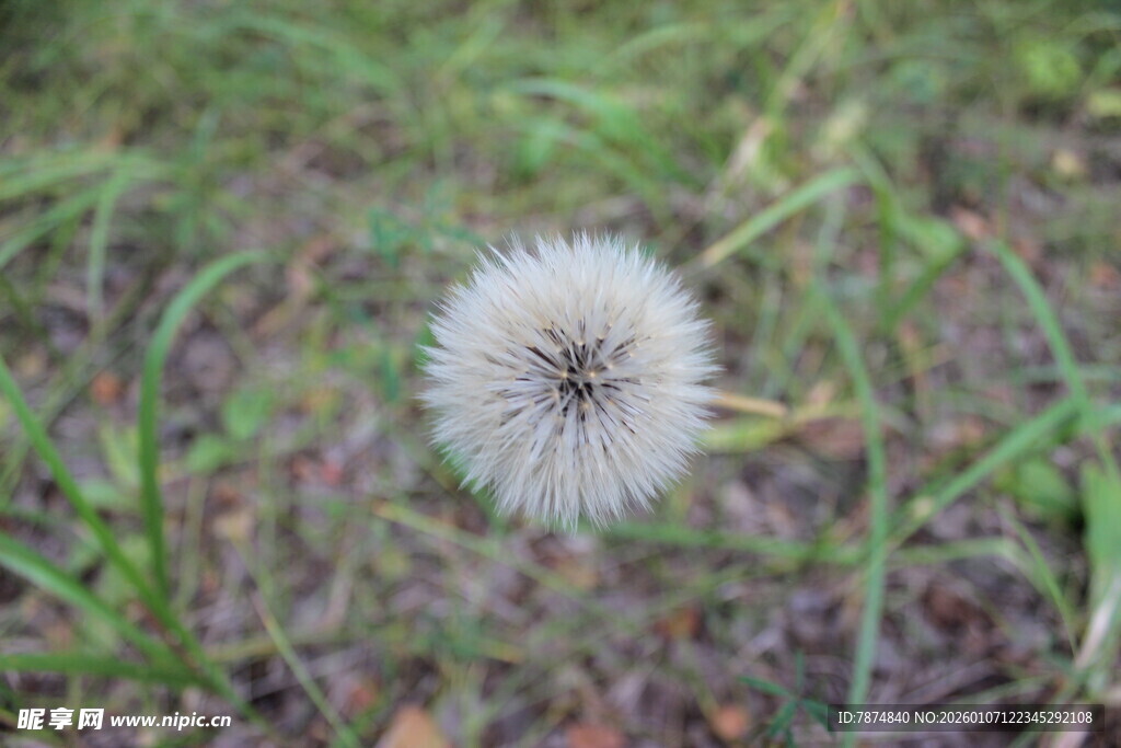 草地上的白色蒲公英