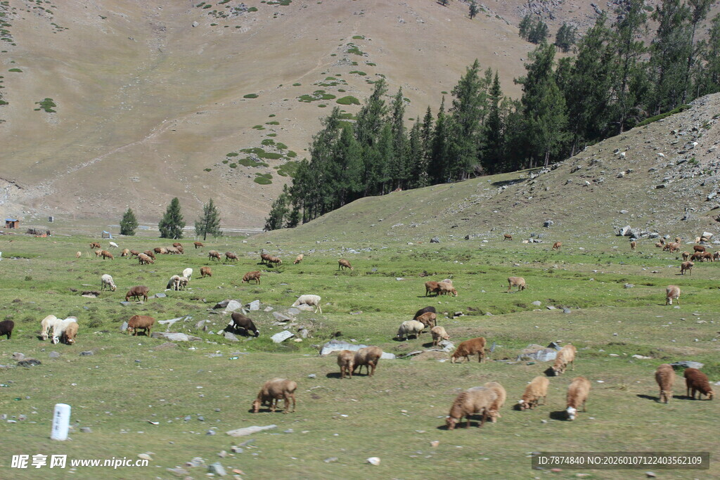 草原上悠闲吃草的牛群