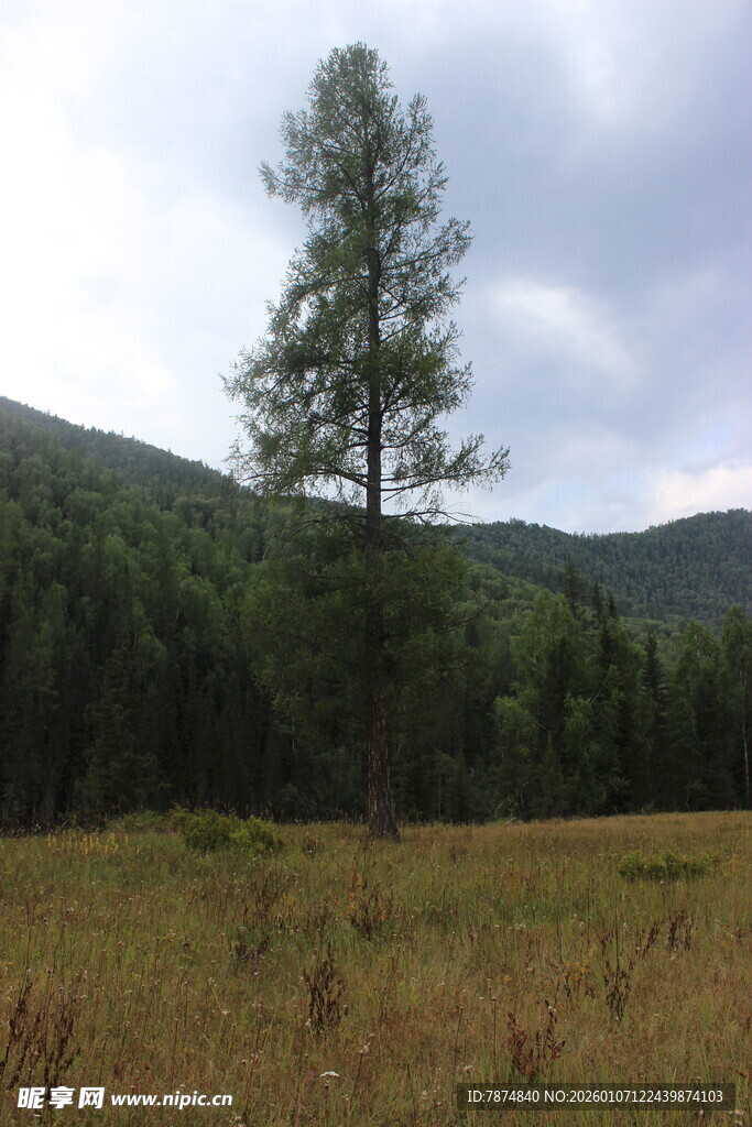 草原孤树与远山风景