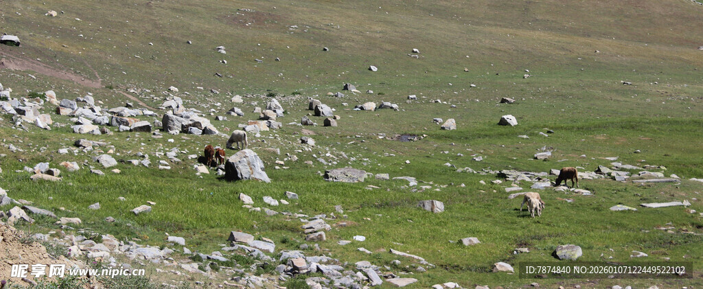 草原上的散落石块