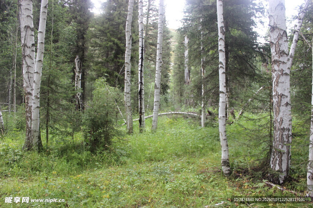 森林中的葱郁树木与草地