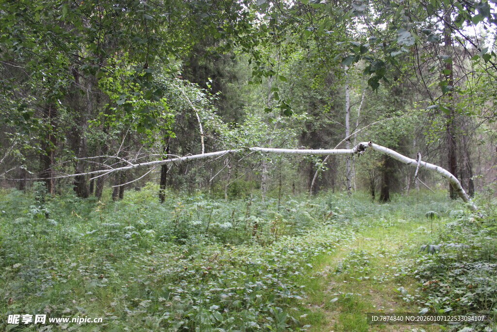 林间小道旁的倾斜枯木