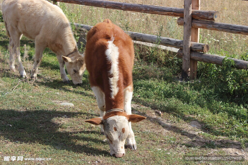 牧场中的小牛与羊