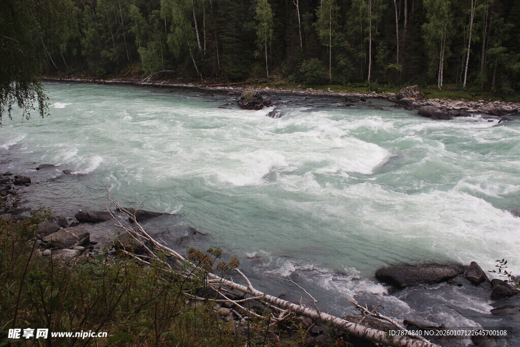 湍急河流旁的茂密森林
