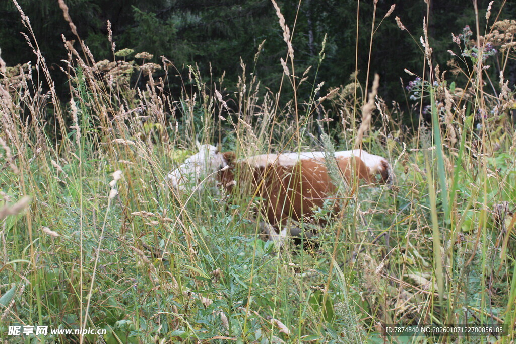 草丛中的奶牛