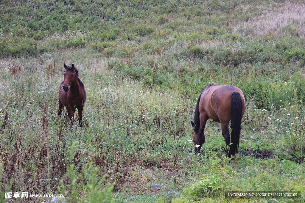 草原上的两匹马