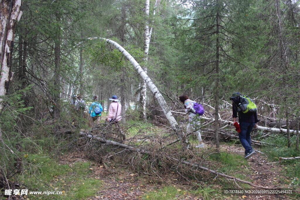 森林中驴友清理倒下树木
