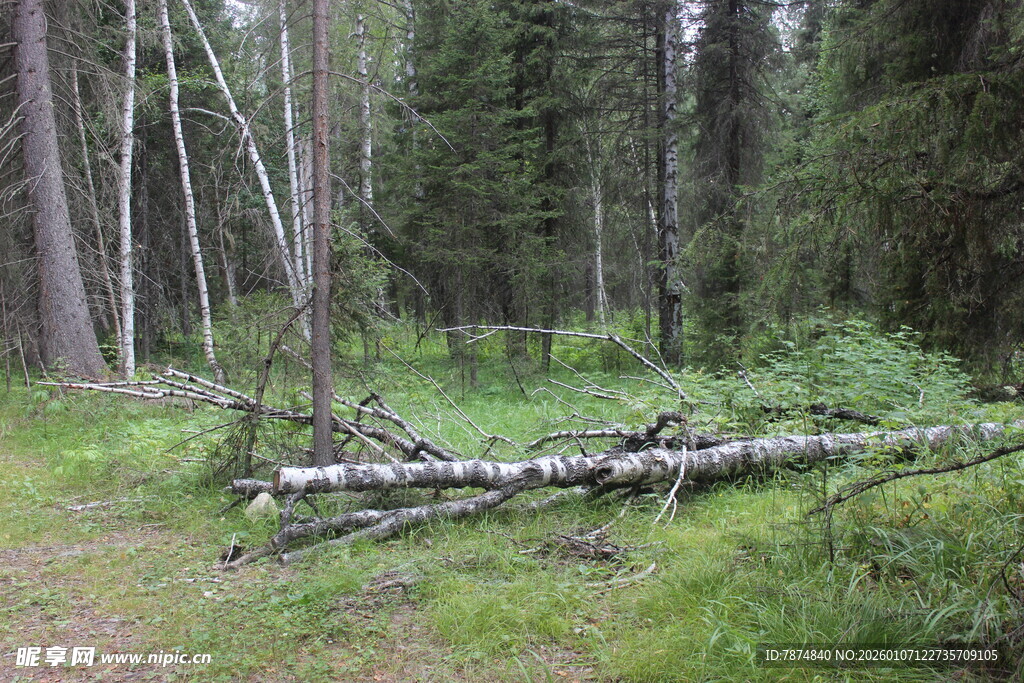 森林中横卧的枯木