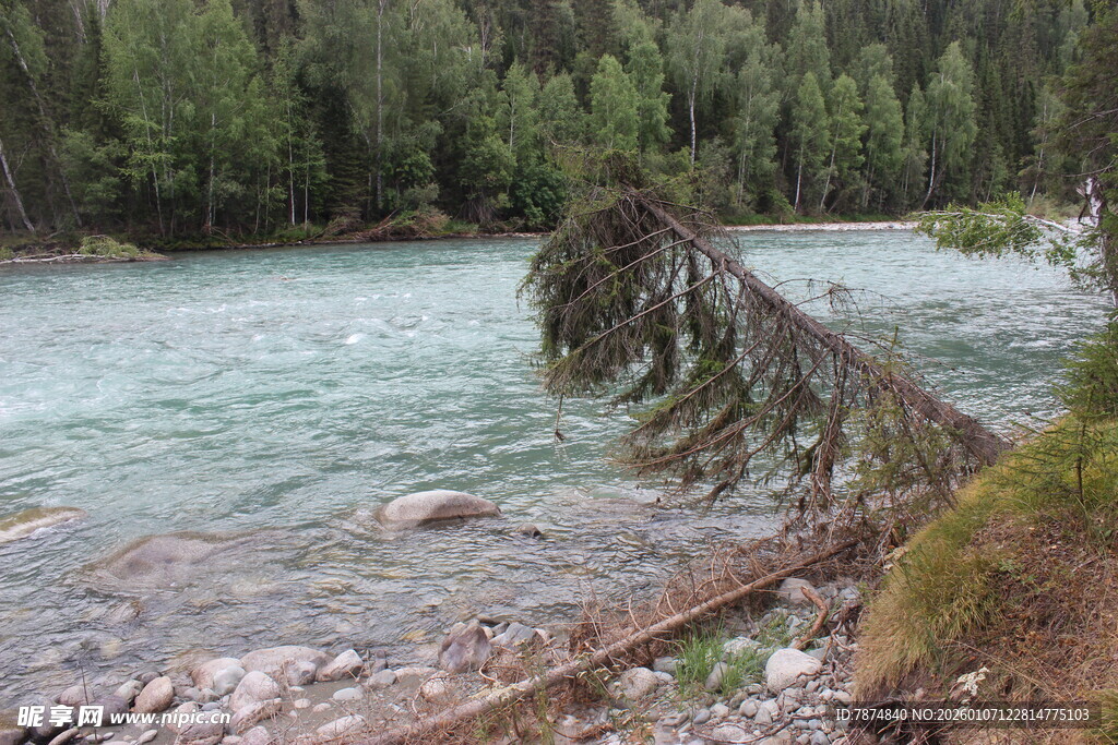 河边倒伏的树木与清澈河水