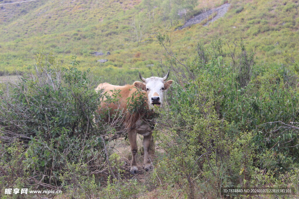 草原上的牛