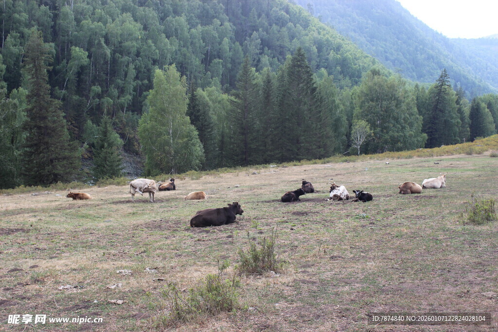 草原上悠闲的牛群