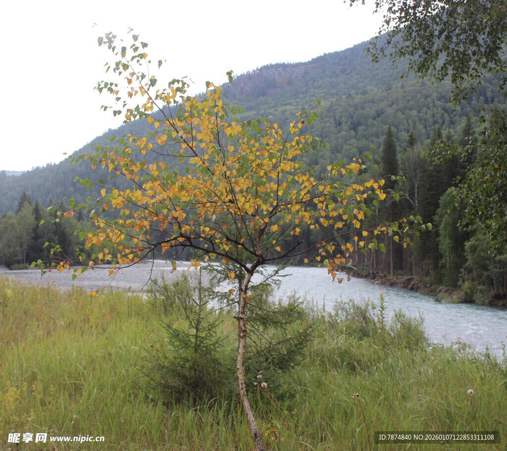 河畔独树 秋意初显