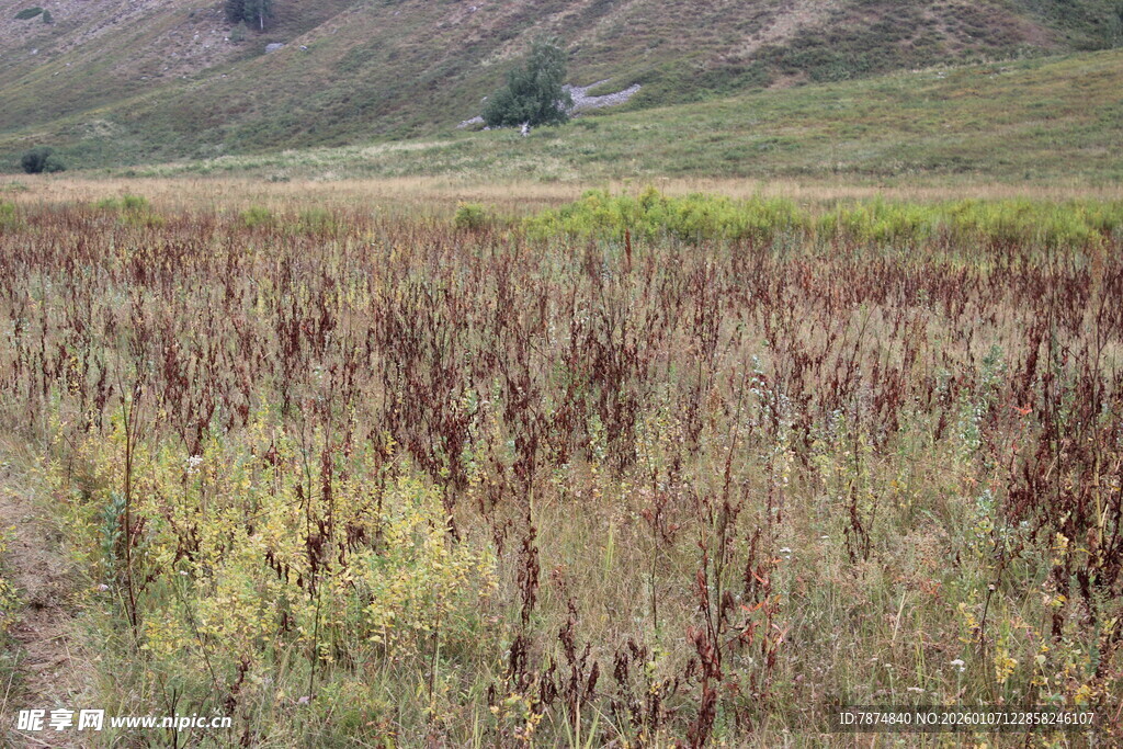 广袤原野上的多彩植物