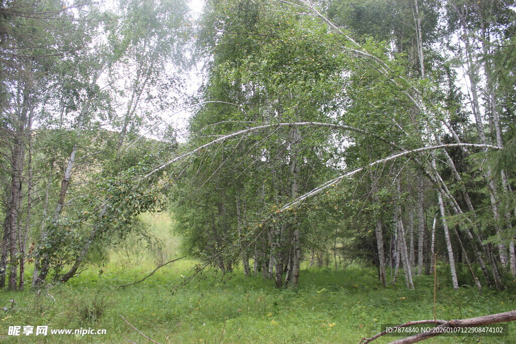 林间绿意盎然的自然景致