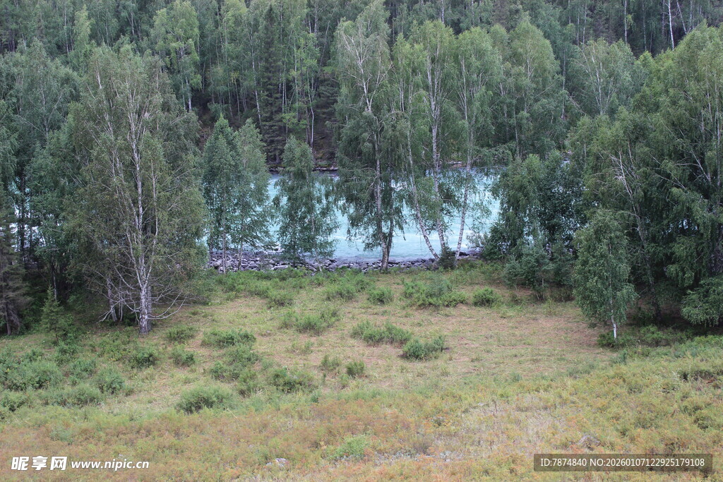 森林湖畔的开阔草地景色