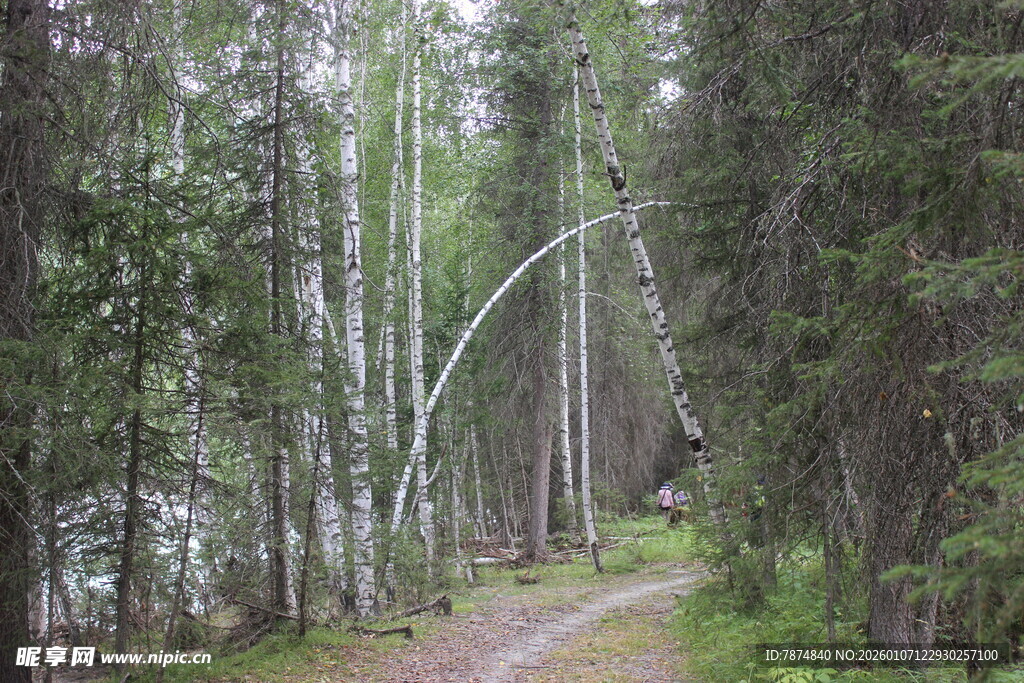 林间小径 漫步自然之境