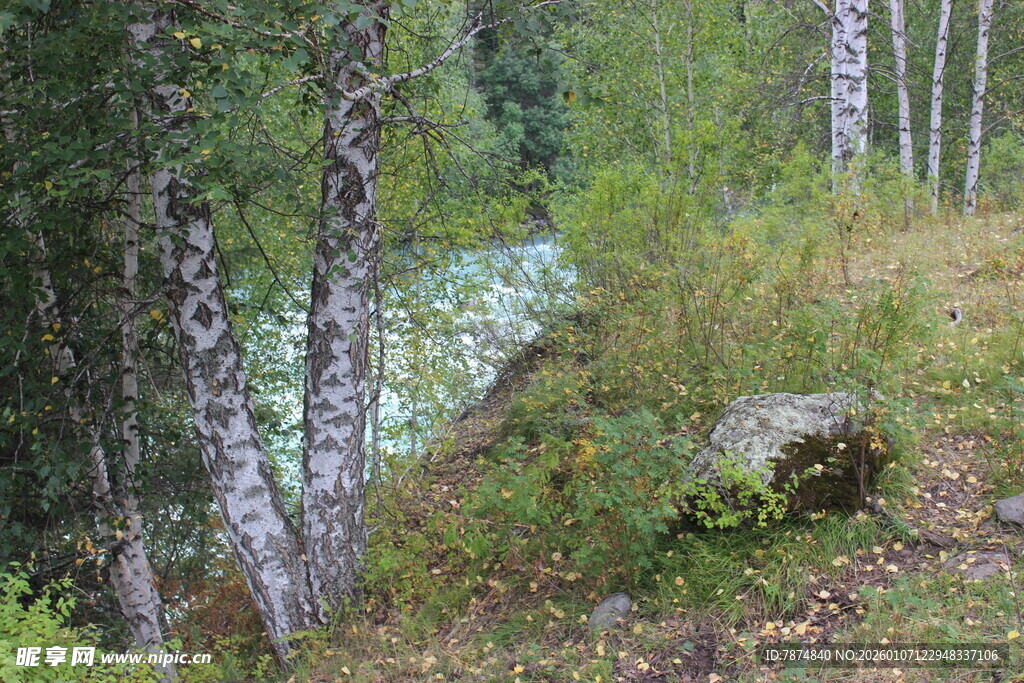 林间溪流旁的自然景致