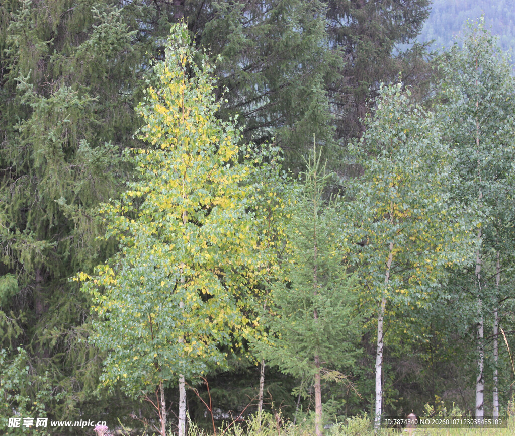 秋日山林中的挺拔树木