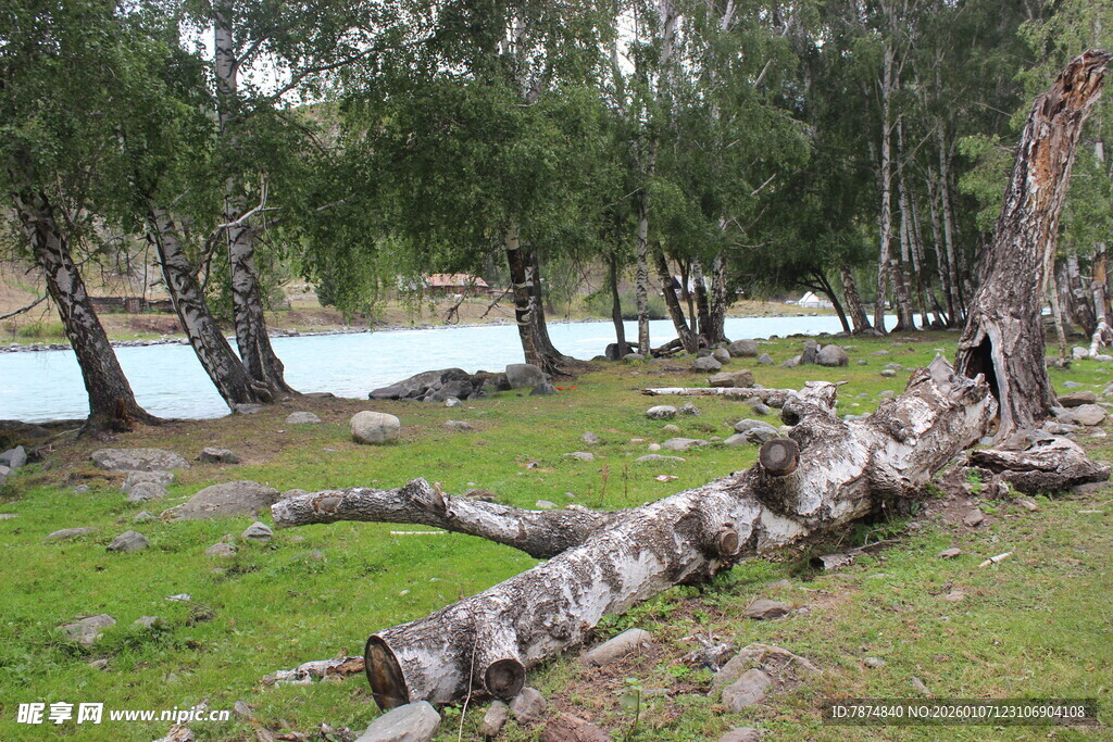 湖畔枯木与葱郁树林景观