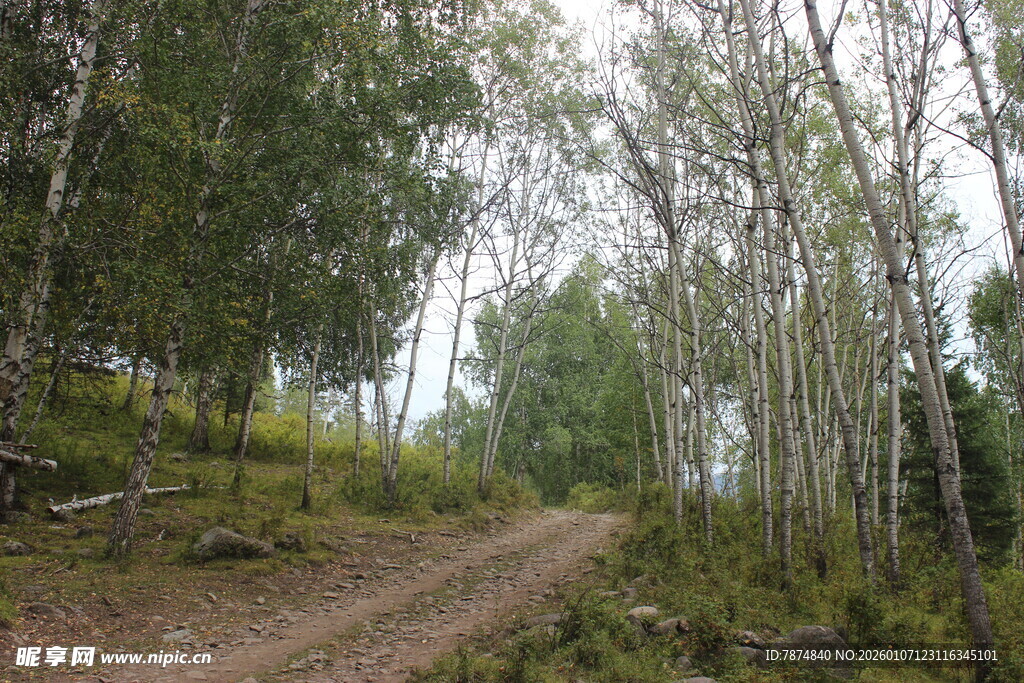林间蜿蜒小路 自然景致
