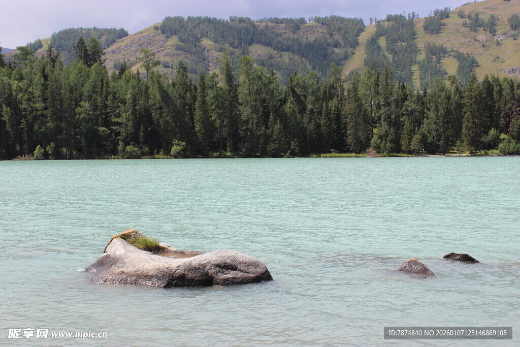 湖面上休憩的野生动物