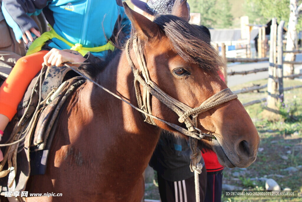 骑手与棕色骏马