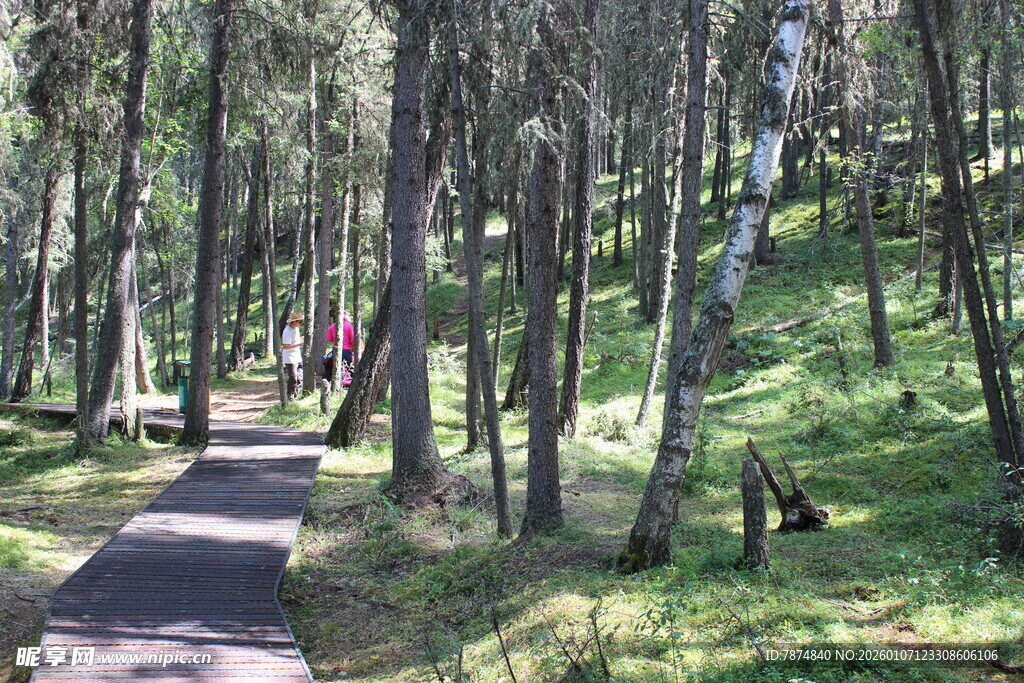 林间漫步小道 绿意盎然
