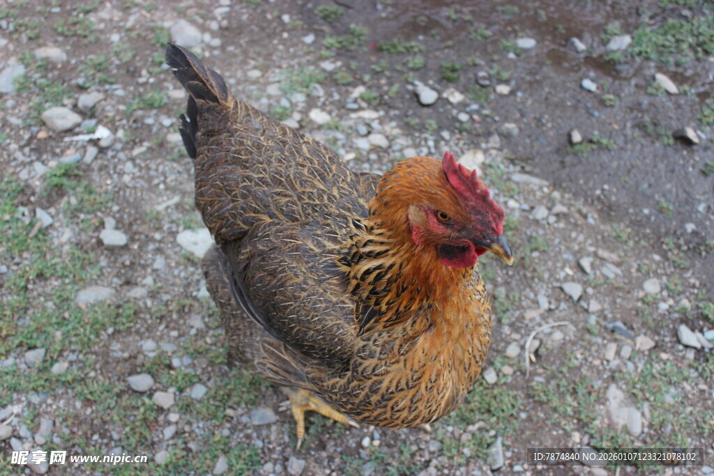 站立的公鸡