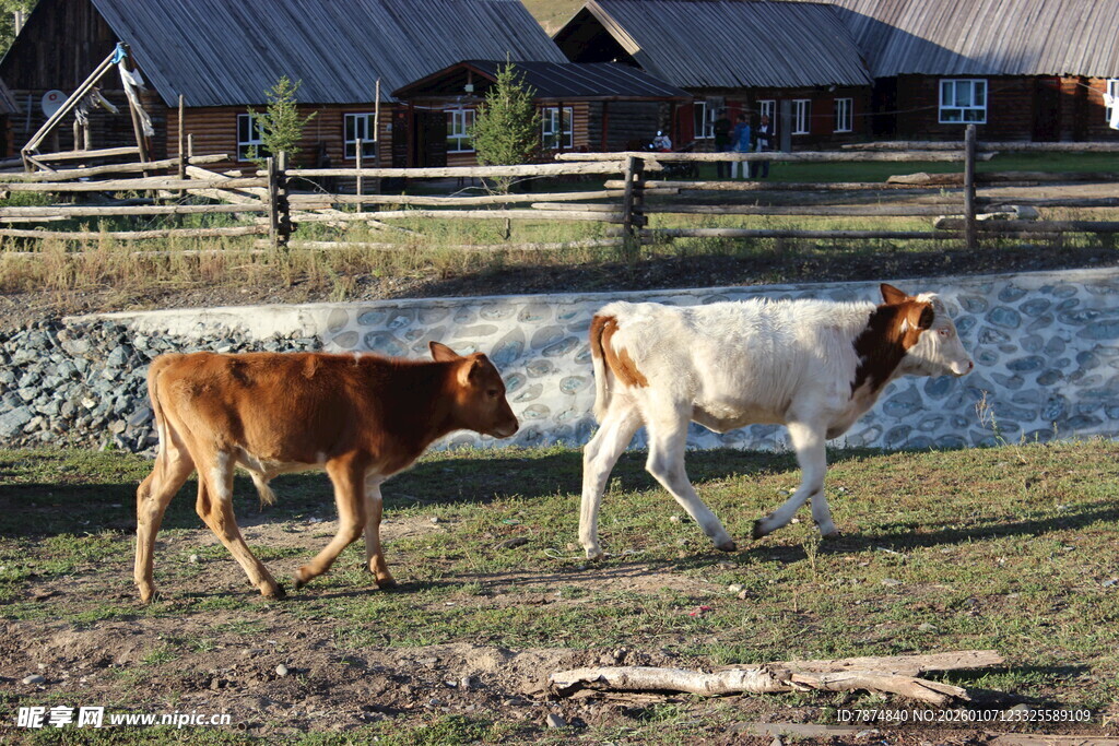 田园中漫步的两头小牛